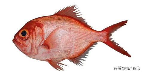 紅色的魚